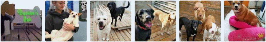 kennel va,kennel richmond,kennel henrico,dog,boarding,doggy,daycare,pet,groomer,grooming,richmond,henrico,short,pump,innsbrooke,va