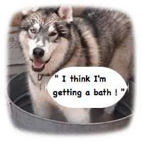 kennel va,kennel richmond,kennel henrico,dog,boarding,doggy,daycare,pet,groomer,grooming,richmond,henrico,short,pump,innsbrooke,va