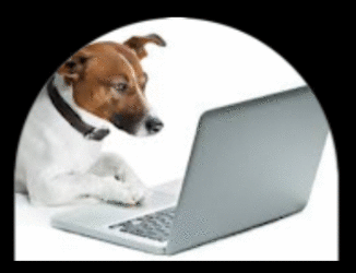 kennel va,kennel richmond,kennel henrico,dog,boarding,doggy,daycare,pet,groomer,grooming,richmond,henrico,short,pump,innsbrooke,va