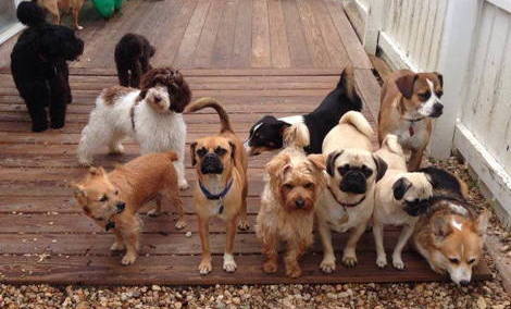 dog,boarding,doggy,daycare,pet,groomer,grooming,richmond,henrico,short,pump,innsbrooke,va