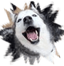dog,boarding,doggy,daycare,pet,groomer,grooming,richmond,henrico,short,pump,innsbrooke,va